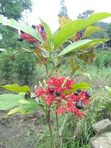 Indian snakeroot