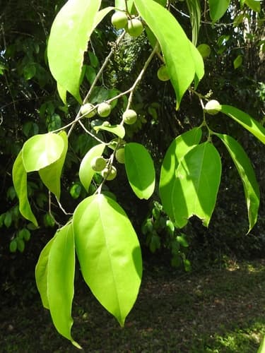 Ampelocera hottlei