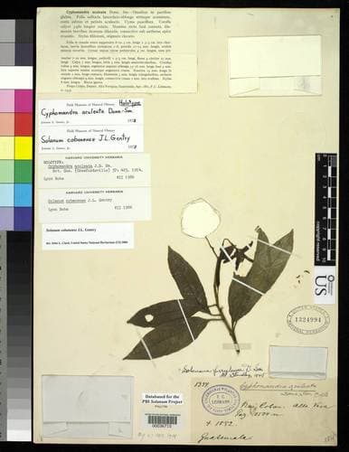 Solanum cobanense