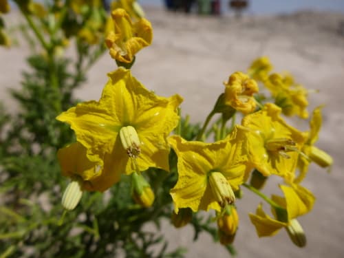 Solanum sitiens