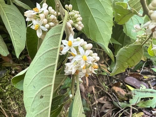 Solanum reitzii