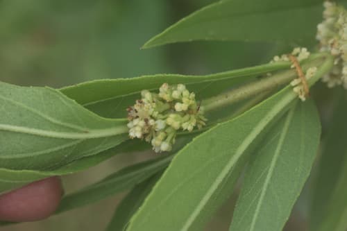 Cuscuta parviflora