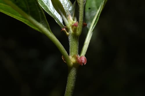 Cinchona