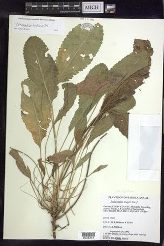 Costmary