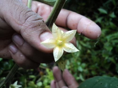 Solanum rojasianum