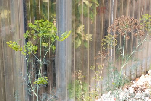 Dill