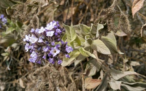 Heliotrope