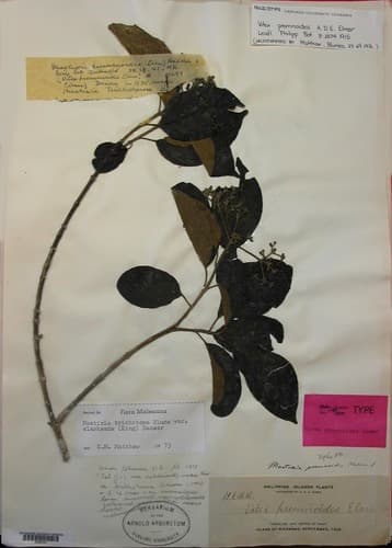 Mastixia trichotoma