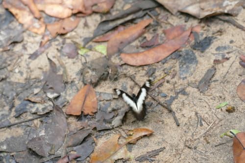Creamy Graphium
