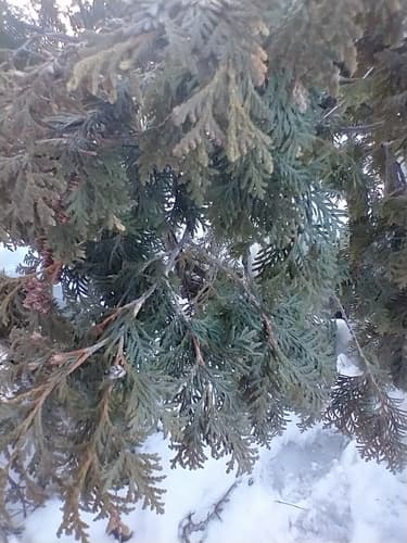 Thuja (Arborvitae)