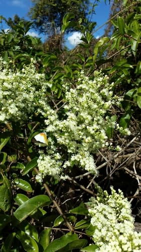 Metaporana sericosepala