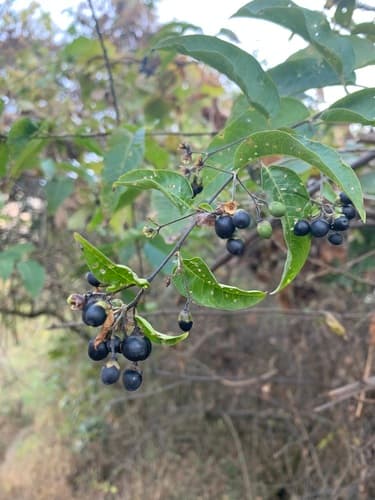 Undulate Cestrum
