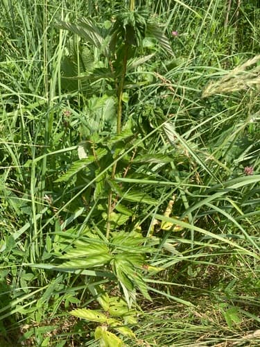 Meadowsweet