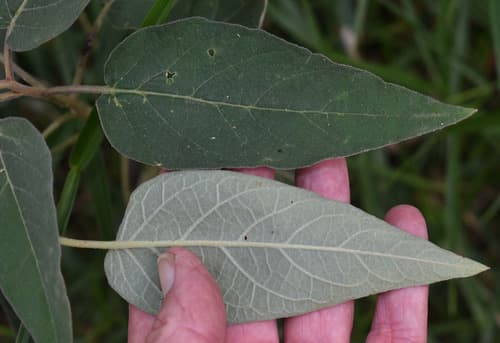 Solanum intonsum