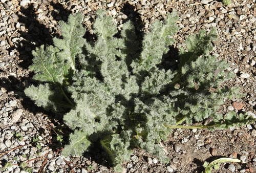 Jaborosa lanigera