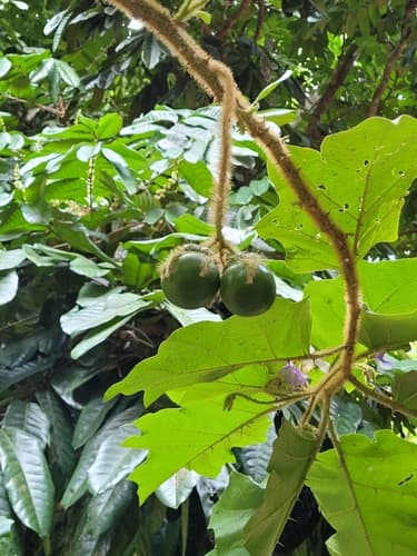 Solanum acanthodes