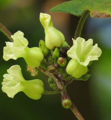 Lepistemon urceolatus