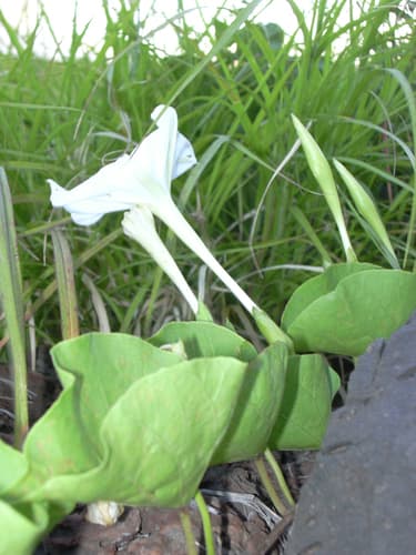 Hawaiian Moon Flower