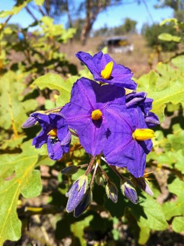 Black-seeded Nightshade