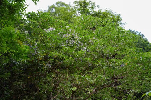 Tridynamia sinensis