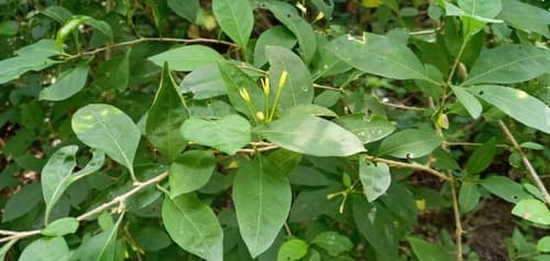 Alternateleaf Cestrum