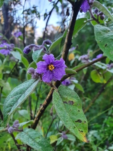 Solanum sulphureum