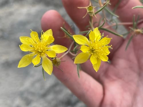 Sivinski's Blazingstar