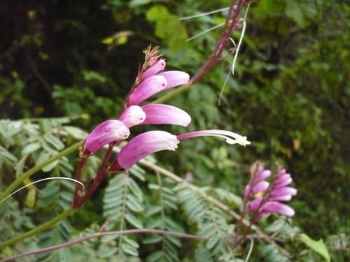 Ipomoea gloverae