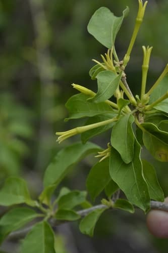 Cestrum obovatum
