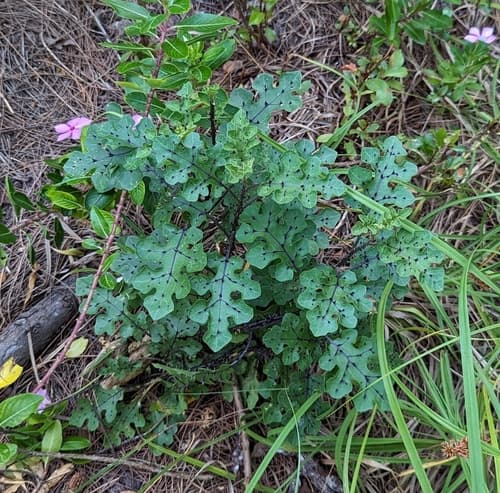 Solanum aldabrense