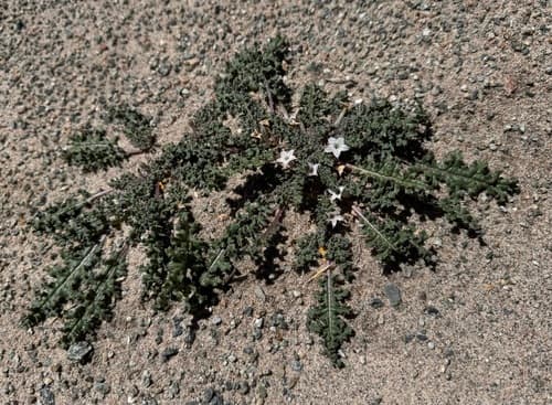 Jaborosa cabrerae