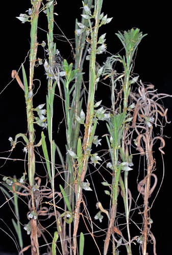 San Joaquin dodder