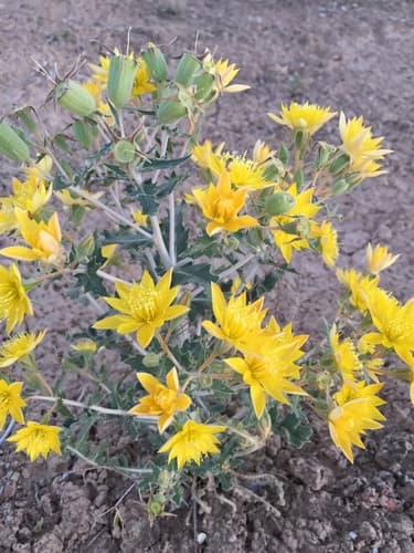 Wing-seed Blazing Star