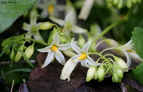 Solanum bicorne