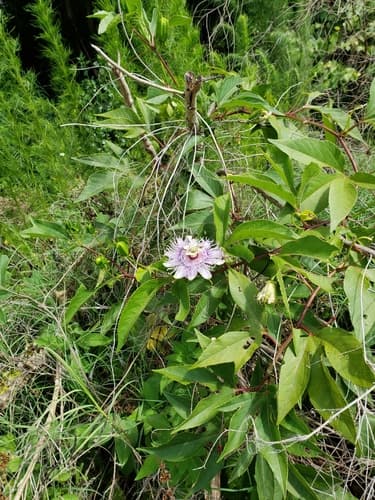 Passionflower