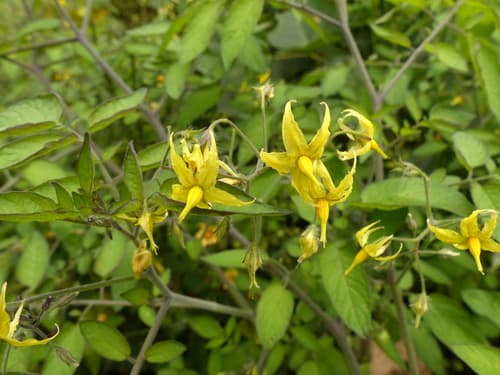 Galápagos tomato