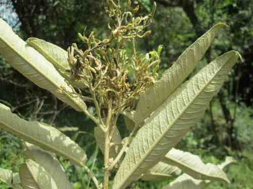 Sessea elliptica
