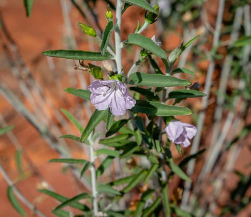 Jacquemontia pannosa