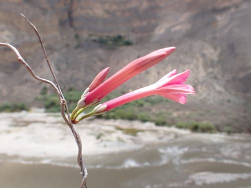 Ipomoea noemana