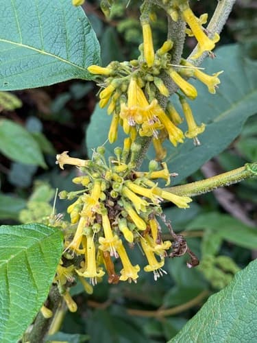Saracha ferruginea