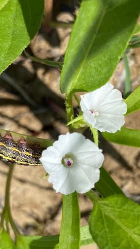 Common Cow-vine