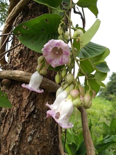 Argyreia versicolor