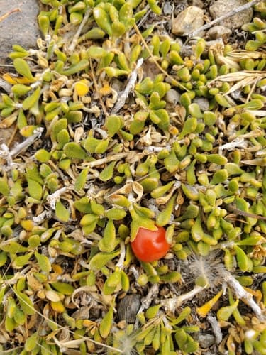 Lycium repens