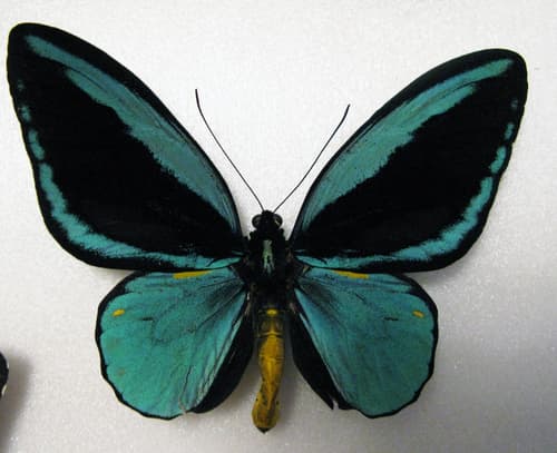 Obi Island Birdwing