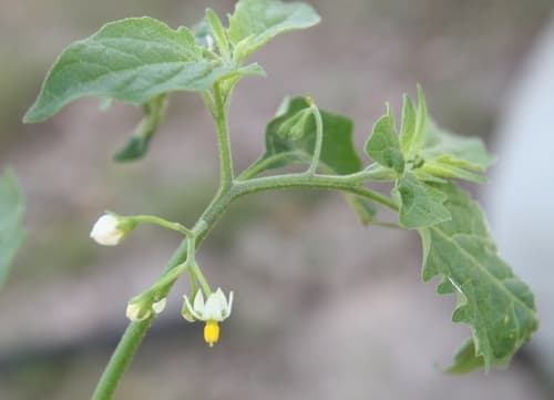 Inland Nightshade