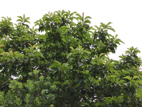 Yunnan tupelo