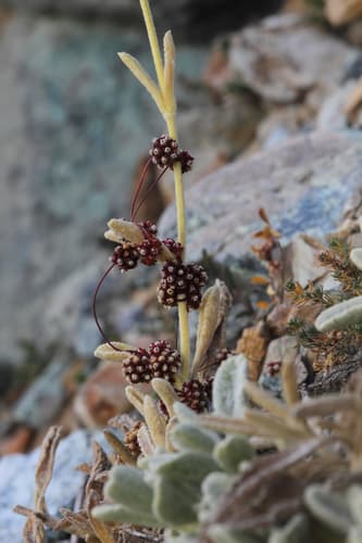 Cuscuta globulosa