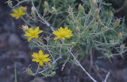 El Paso Blazingstar