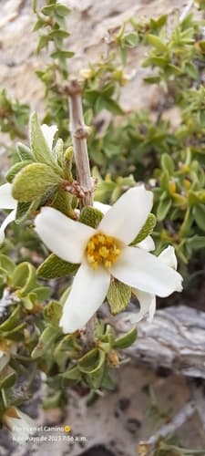 Philadelphus mearnsii