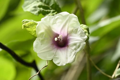 Argyreia akoensis